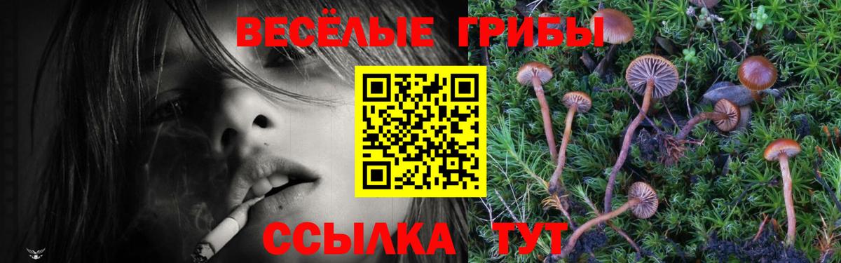 Галлюциногенные грибы Psilocybe Нижнекамск